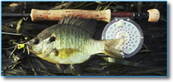 Fly Fishing for Bream